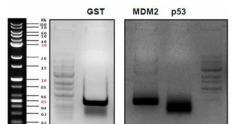 p53-MDM2 연결 단백질 cloning