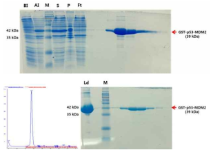 GST-p53-MDM2 연결 단백질의 발현 및 정제 (상) Glutathione sepharose column에서 용출한 GST-p53-MDM2 연결 단백질의 SDS-PAGE 확인 (하) Superdex 75를 이용해 최종 정제된 GST-p53-MDM2 연결 단백질의 SDS-PAGE 확인