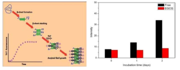 Aβ (1-42) 단백질의 ThT assay 원리 및 실험 결과 (좌) ThT assay 의 원리 (우) 반응 시간에 따른 Aβ (1-42) 단백질의 ThT assay 실험 결과