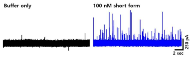 (-) 100 mV 조건에서 short form 단백질의 translocation 측정