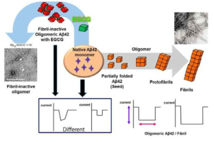 Nanopore 를 이용한 Aβ (1-42) 단백질의 fibril 형성 및 치매 약물 효과에 따른 translocation event 변화 예측