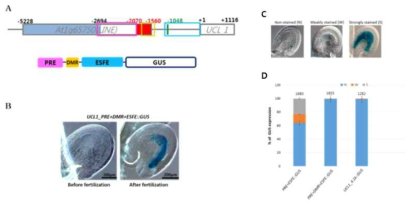 UCL1_PRE+DMR+ESFE::GUS 구조체의 제조(A) 및 GUS 발현 양상(B). UCL1_PRE+ESFE::GUS, UCL1_PRE+DMR+ESFE, UCL1_4.1k::GUS 형질전환체의 성숙한 배주에서의 GUS 발현 양상 (C, D)