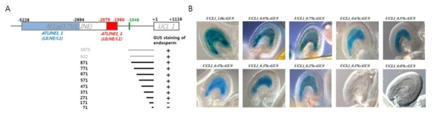 UCL1 프로모터 부위 중 배유 특이적 발현 조절 부위의 순차적 절단(A) 및 ESFE 가 존재하는 부위가 순차적으로 절단된 프로모터를 간직한 UCL1::GUS 구조체로 형질전환된 식물체의 수정 후 배유에서의 GUS 발현 (B)