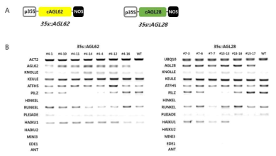 35s::AGL62 및 35s::AGL28 구조체의 제조 (A)와 35s::AGL62와 35s::AGL28 T2에서의 세포화 관련 유전자 발현 양상(RT-PCR)