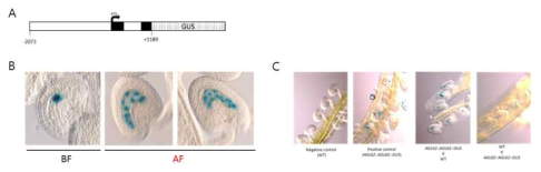 AGL62::AGL62::GUS 구조체의 구조 (A), 수정 전 후의 발현 (B) 및 수정 후 모계 및 부계 유전자의 발현 검정 (C). BF, before fertilization; AF, after fertilization. AGL62는 핵에 존재하며 다핵질 (syncytium)이 형성되는 과정에서 발현됨을 보임