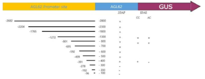 AGL62 프로모터 부위를 포함한 연속적인 GUS 구조체와 수정 후 2일 (2DAP; days after pollination)와 거세 후 1일(1DAE; day after emasculation) 후 발현 양상