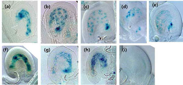 자가 수정 2일 후 (2DAP)의 (a) pAGL62_2.8kb_::AGL62::GUS, (b) pAGL62_2.3kb_::AGL62::GUS,　(c) pAGL62_1.8kb_::AGL62::GUS, (d) pAGL62_1.3kb_::AGL62::GUS, (e) pAGL62_0.8kb_::AGL62::GUS, (f) pAGL62_0.7kb_::AGL62::GUS, (g) pAGL62_0.6kb_::AGL62::GUS, (h) pAGL62_0.5kb_::AGL62::GUS, pAGL62_0.4kb_::AGL62::GUS, (i) pAGL62_0.3kb_::AGL62::GUS 형질전환식물체에서 GUS 발현