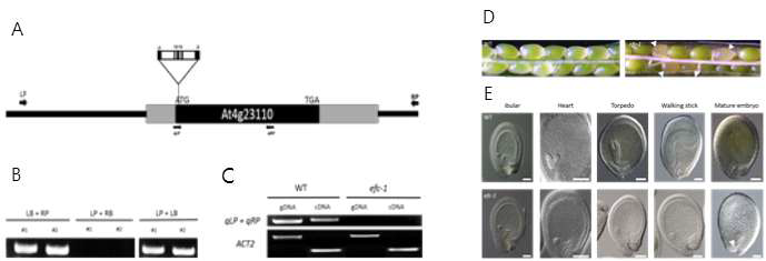 efc-1의 특성 분석. (A) EFC 유전자에 삽입된 T-DNA의 위치; (B) PCR을 통한 T-DNA의 삽입 확인 및 종자의 낙태를 보이는 efc-1의 표현형; (C) RT-PCR 결과; efc-1 knockout 식물주의 종자 낙태 (D); WT 및 efc-1 돌연변이 식물의 silique 내 종자 발달 (E). (D)의 화살촉은 투명한 종자를 나타냄. efc-1 종자의 발달 지연 배아에 비해 EFC/EFC 식물의 정상 배아 (상단 패널)