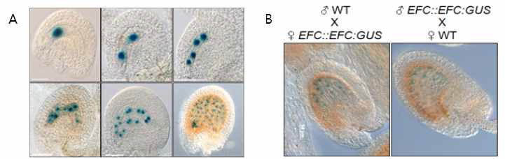 애기장대의 배주의 중심세포와 발달 중인 배의 배유에서의 EFC::EFC::GUS의 발현 (A) 및 상호 교배를 통한 애기장대의 발달 중인 배의 배유에서 EFC::EFC::GUS의 각인 확인