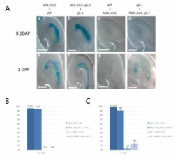 efc-1 돌연변이에서 부계 MEA 유전자의 억제 확인. (A) 부계 MEA의 발현은 efc-1/efc-1 배경에서 24 HAP에서 검출되었다. (B) MEA::GUS 발현 백분율을 보여주는 그래프