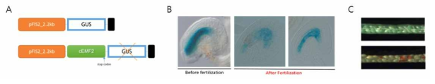 pFIS2::GUS와 pFIS2::cEMF2 구조체의 구조 (A)와 pFIS2::GUS의 중심세포 및 배유 특이적 발현(B) 및 pFIS2::EMF2로 형질전환된 개체의 표형형 비교 (C)