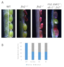 efc-1 돌연변이 배경에서 FIS2와 EMF2의 상호 교환성 검정. (A) WT, fis2+/-, fis2-/-, pFIS2::EMF2+/-;efc-1+/-; fis2-11+/-의 종형 표현형. (B) 각 줄의 종자 낙태 비율을 나타낸 그래프. #1과 #2는 pFIS2::EMF2+/-; efc-1+/-; fis2+/-의 각 식물체를 나타냄