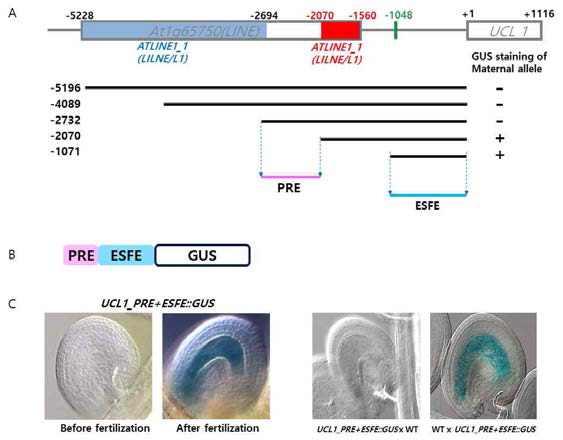 UCL1의 PRE와 ESFE의 위치 (A), 이들을 간직한 구조체 UCL1_PRE+ESFE::GUS의 제조 (B) 및 UCL1_PRE+ESFE::GUS 구조체를 도입한 형질전환 애기장대에서 UCL1 유전자의 배유 특이적 발현 확인