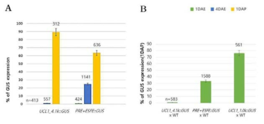 UCL1_PRE+ESFE::GUS 구조체를 도입한 형질전환 애기장대 T1과 다른 형질전환체에서 UCL1 모계유전자 억제 비율 확인