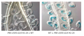 상호교배를 통한 UCL1_PRE+ESFE::GUS T2 동형접합식물에서의 모계 유전자 억제 확인