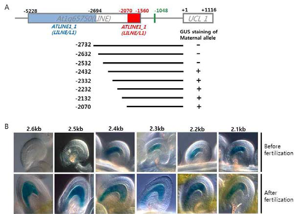 PRE를 인식하기 위해 순차적 절단법에 의해 제조된 UCL1 프로모터 부위 (A) 및 수정 전 및 수정 후 배주에서 GUS 활성 (B)