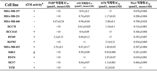 유방암 세포주에서 ATM 활성 정도와 DNA 손상반응 억제제 반응성
