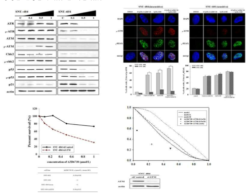 위암 세포주에서 ATR 억제제 반응성 결정인자로서 ATM 활성도