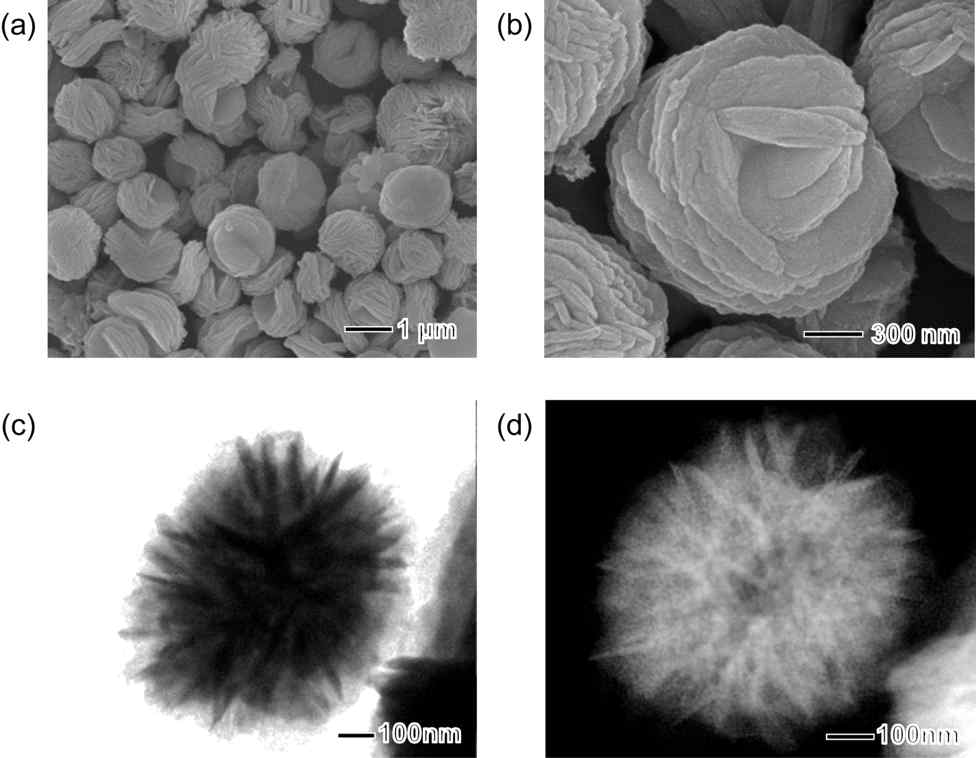 유기용매 합성법을 통해 얻은 꽃 모양의 코발트 나노구조체 SEM 및 TEM 사진