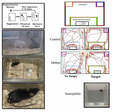 Social defeat paradigm and videotracking data from control and defeated mice in the absence and presence of a social target