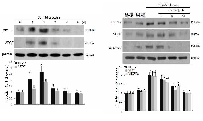망막 미세혈관 내피세포를 고혈당 조건인 33mM 포도당 배지에서 5일간 배양하여 당뇨합병증 상태에 놓이게 하였다. 혈관신생에 관여하는 단백질인 HIF-1α와 VEGF의 발현을 day course별로 확인해본 결과 배양 2일째 단백질의 발현이 급격히 증가하는 것으로 나타나 단백질 발현이 최대가 되는 2일째를 기점으로 실험을 실시하였다. 망막 미세혈관 내피세포를 고혈당 조건인 33mM 포도당 배지와 1-20uM의 농도의 chrysin을 처리하여 2일간 배양한 후 당뇨합병증 상태에 놓이게 하였다. 그 후, 혈관 신생에 관여하는 대표적 단백질인 HIF-1α와 VEGF 그리고 VEGF receptor의 발현을 확인해본 결과, chrysin을 처리한 경우에 농도의존적으로 발현이 감소하는 것을 확인하였다