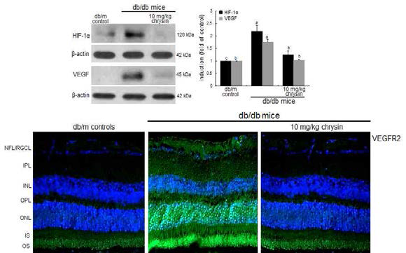 제 2형 당뇨모델의 눈을 적출하여 신생혈관 형성과 관련된 단백질의 발현을 확인하였다. 그 결과 제 2형 당뇨모델에서는 신생혈관 형성에 관여하는 단백질인 HIF-1α와 VEGF의 발현이 control 그룹에 비해 급격하게 증가하는 것을 확인하였고 여기에 10 mg/kg chrysin을 처리한 동물모델에서는 발현이 control 수준으로 감소하는 것을 확인하였다. 또한 면역염색을 통해 VEGF receptor의 발현을 확인한 결과 제 2형 당뇨모델에서 VEGF receptor의 발현이 급격히 증가하였으며 10 mg/kg chrysin을 처리한 동물그룹에서는 control 수준으로 감소하는 것을 확인하였다