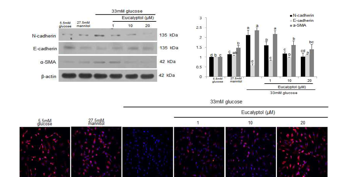 신장 근위세뇨관 세포를 고혈당에 노출시킨 후 당뇨병으로 인한 합병증의 하나인 신세뇨관 경화증을 유발하는 대표적인 기전인 epithelial cell mesenchymal transition(EMT)에 관여하는 단백질의 발현을 측정하였다. 고혈당에 의해 세뇨관 상피세포는 중간엽세포로 변화하는 과정을 겪으며 세포골격 단백질의 변화를 초래한다. 상피세포(epithelial cell)는 세포를 묶어주는 junction 단백질의 생성을 통해 조직의 구조를 유지하는 역할을 하지만 고혈당에 의해 유발되는 EMT로 인해 상피세포는 이동성이 강한 중간엽세포(mesenchymal)로 전환되어 세뇨관의 기질로 이동하게 되며, 신세뇨관 경화증을 일으키게 된다. 여기에 관여하는 대표적 인자인 N-cadherin, alpha-actin 단백질의 발현을확인하였다. 이 단백질들은 고혈당의 조건에서 발현이 증가하였으며, 1-20uM 농도의 eucalyptol을 처리한 결과 발현이 점점 감소하였다. 반대로 상피세포의 대표적인 마커인 E-caherin은 eucalyptol의 처리를 통해 점차 증가하는 효과를 확인하였다