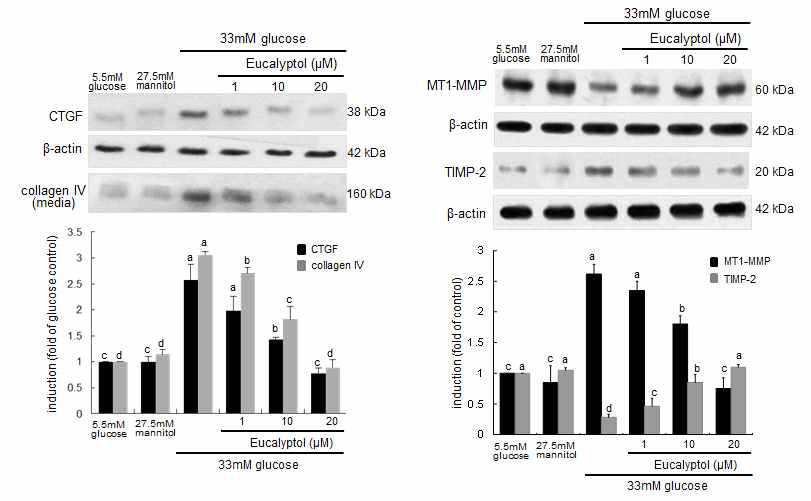 고혈당의 자극으로 당뇨 합병증의 상태에 놓이게 한 신장 세뇨관 세포에서 세뇨관 경화증에 직접적으로 영향을 미치는 단백질의 발현을 확인하였다. 세뇨관 경화증과 밀접한 관련이 있는 세포외기질의 생성을 유도하는 CTGF와 collagen type Ⅳ 단백질의 발현을 확인한 결과 eucalyptol은 세뇨관세포에서 고혈당의 자극에 의해 분비가 촉진되는 CTGF와 collagen type Ⅳ 단백질의 생성과 분비를 억제시키는 것을 확인하였다. 또한, 고혈당에 의해 유도되는 세뇨관의 경화증과 extracellular matrix의 증식은 matrix를 분해하는 효소인 matrix metalloproteinase(MMP)의 활성이 감소하였기 때문으로 생각되어 세뇨관 상피세포에서 MT-1 MMP의 발현을 확인한 결과 고혈당에 노출된 상피세포에서는 MT-1MMP의 발현이 감소하는 것을 확인 하였으며, eucalyptol을 처리하면 MT-1 MMP의 활성이 control 수준으로 회복되는 것을 확인하였다. 이와 반대로 세포에서 MMP의 활성을 억제시키는 인자인 TIMP-2의 활성을 조사한 결과 MT-1 MMP의 활성과 반대로 고혈당은 TIMP-2의 발현을 증가시키는 것으로 나타났으며, 여기에 eucalyptol을 처리한 경우에 TIMP-2의 발현을 억제하는 효과를 나타내는 것을 확인하였다