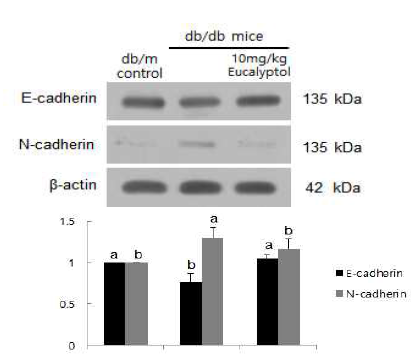 제 2형 당뇨 동물모델의 신장조직을 이용한 EMT 마커 발현 확인 제 2형 당뇨 동물모델인 db/db mouse의 신장 조직을 이용하여 신장 근위세뇨관에서 발현되는 EMT 마커인 E-cadherin과 N-cadherin의 발현을 확인하였다. 그 결과 제 2형 당뇨모델인 db/db 그룹에서 E-cadherin의 발현이 감소하고, N-cadherin의 발현이 증가하는 것을 확인하였으며 여기에 8주 동안 eucalyptol을 투여한 경우 단백질의 발현이 정상수준으로 회복되는 것을 확인하였다