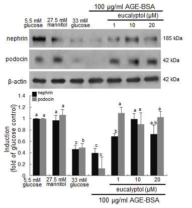 신장 족세포에 당뇨합병증의 대표적인 현상인 AGE를 5.5 mM 포도당 배지에 100 ug/ml 농도로 4일간 배양하였다. 또한 1-20 uM의 eucalyptol을 처리하여 당뇨병으로 인해 나타나는 신장 여과기능에 관여하는 foot processes 및 slit diaphragm 관련 단백질인 nephrin과 podocin의 발현을 확인하였다. 그 결과 100 ug/ml 배지에서 nephrin, podocin의 발현이 유의적으로 감소하는 것을 인하였으나 eucalytol을 처리하였을 때 개선되는 효능이 나타나는 것을 확인하였다