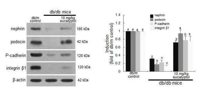 제 2형 당뇨 동물모델인 db/db 마우스의 신장 조직을 이용하여 신장 사구체 족세포에서 발현되는 slit diaphragm 마커인 nephrin, podocin, P-cadherin, integrin β1의 발현을 확인하였다. 그 결과 제 2형 당뇨모델인 db/db 그룹에는 이 단백질들의 발현이 감소하는 것을 확인하였으며 여기에 8주 동안 eucalyptol을 투여한 경우 단백질의 발현이 정상수준으로 회복되는 것을 확인하였다