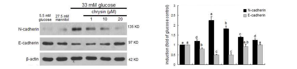 신장 세뇨관 세포을 고혈당에 노출시킨 후 당뇨병으로 인한 합병증의 하나인 신세뇨관 경화증을 유발하는 대표적인 기전인 epithelial cell mesenchymal transition(EMT)에 관여하는 인자인 N-cadherin과 E-cadherin의 발현을 day course 별로 확인하였으며, 단백질의 발현이 급격히 증가하는 72시간을 기준으로 신장 신세뇨관 상피세포인 proximal tubular cell에 33mM의 고혈당을 처리한 후 1-20uM의 농도의 chrysin을 처리한 후 mesenchymal marker인 N-cadherin 단백질의 발현 억제효과와 epithelial marker인 E-cadherin의 상승효과를 확인하였다