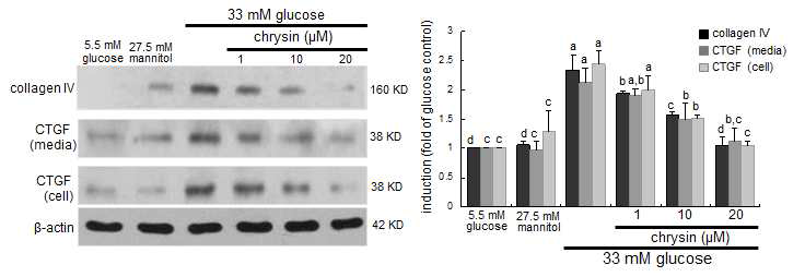 33mM 포도당 배지에서 신장 세뇨관 상피세포인 proximal tubular cell을 3일간 배양하여 신장세포를 당뇨합병증 상태에 놓이게 하였다. 세뇨관 경화증과 밀접한 관련이 있는 섬유화 단백질의 분비 및 발현을 확인하였다. chrysin은 세뇨관 세포에서 고혈당의 자극에 의해 분비가 촉진되는 신장조직의 extracellular matrix protein인 collagen type IV의 분비와 connective tissue growth factor(CTGF)의 분비와 생성을 억제한다는 사실을 보여주었다