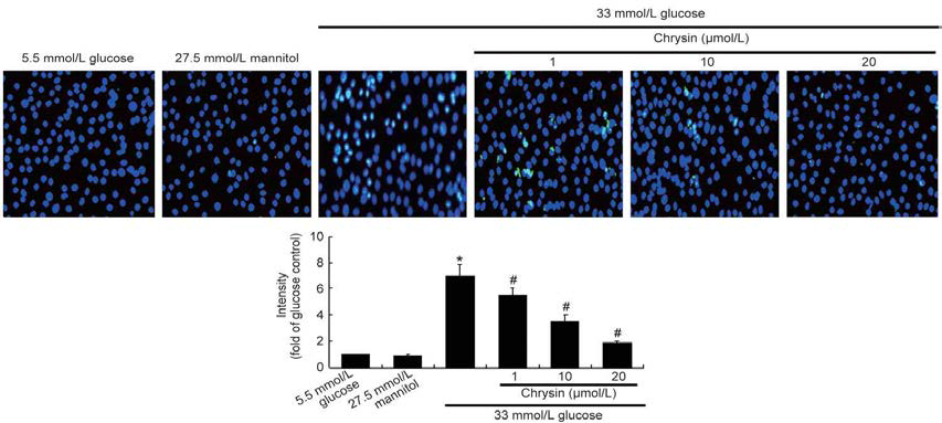 33mM 포도당 배지에서 신장 사구체 상피세포인 podocytes(족세포)을 3일간 배양하여 당뇨합병증 상태에 놓이게 하였다. 제 2형 당뇨에서 사구체 족세포의 손실은 고혈당에 의한 세포사멸이라고 생각하였다. TUNEL 실험을 실시하였더니 고혈당에 의해 족세포는 DNA fragmentation이 초래되어 세포사멸을 일으키는데, 여기에 chrysin을 처리한 경우에 DNA fragmentation은 농도의존적으로 감소시켜 세포사멸을 억제시킨다는 것을 알 수 있다