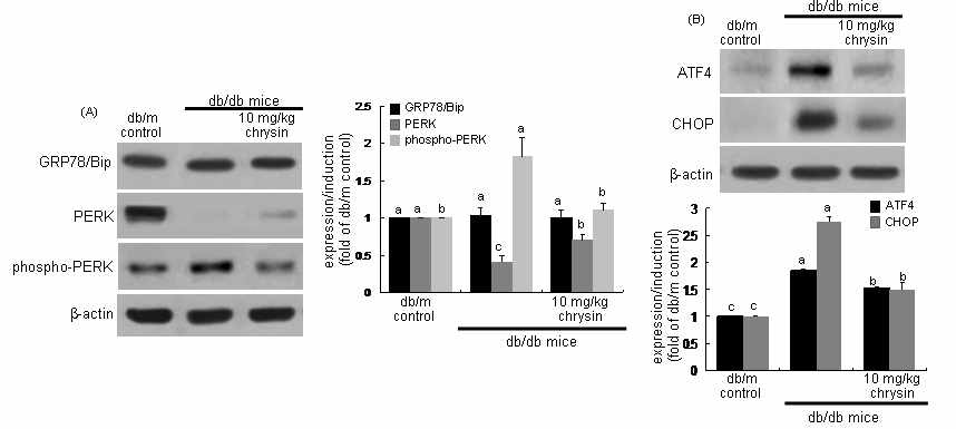 제 2형 당뇨병 모델인 db/db 마우스를 이용하여 10주간 10mg/kg의 농도로 chrysin을 투여한 후 사구체 신장조직에서 소포체 스트레스 (ER stress)를 확인하고자 하였다. 우선 chrysin 투여는 신장조직에서의 ER stress를 완화시키는 것으로 나타났다. db/db 마우스의 신장 조직을 추출하여 절제하여 ER stress를 조사하였다. ER stress가 초래되면 UPR이 활성화 되는데 ER의 transmembrane 단백질인 PERK가 활성화되고 동시에 GRP78가 발현되는데 이러한 현상이 당뇨쥐의 신장조직에서 뚜렷하였다. 여기에 chrysin을 투여한 경우에 PERK의 활성은 차단되었기 때문에, 이로서 chrysin은 당뇨에 의한 ER stress를 억제하는 것으로 확인되었다. 또한 chrysin은 ER stress chaperone인 ATF4의 발현도 억제시키면서 CHOP의 발현도 동시에 억제시키키 때문에 ER stress에 의한 세포사멸을 억제시킨다는 것을 알 수 있다