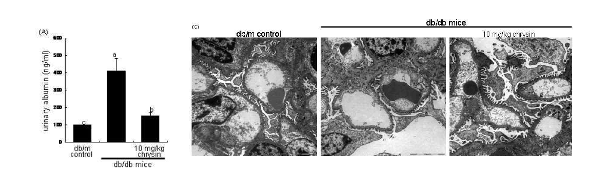 제 2형 당뇨병 모델인 db/db 마우스를 이용하여 10주간 10mg/kg의 농도로 chrysin을 투여 한 후 당뇨 합병증으로 일어나는 사구체 족세포의 조직학적 변화를 전자현미경을 통하여 관찰하였다. 우선 db/db 마우스는 albuminuria를 보여주지만 chrysin을 투여한 경우에 proteinuria의 현상을 정상적인 수준까지 호전되었다. 전자현미경으로 관찰한 족세포의 slit diaphragm의 형태는 손상되고 족세포와 족세포의 연결이 이루어지지 않은 것 으로 보이며, chrysin 투여는 이러한 비정상적인 족세포 구조를 원상복구시킨다는 것을 확인하였다