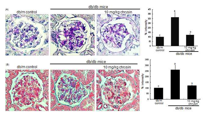 제 2형 당뇨 동물모델인 db/db mouse의 신장조직을 이용하여 PAS staining과 masson's trichrome staining을 통해 세뇨관의 mesangial cell에서 glycogen, collagen fiber를 염색한 결과 control mouse와 비교하여 db/db mouse의 사구체 mesangium 사이에 glycogen(purple color), collagen fiber(blue color)가 축적되는 것을 확인하였고, 10mg/kg의 농도로 8주간 chrysin을 투여한 mouse의 조직에서는 glycogen, collagen fiber의 축적이 control 수준으로 감소하는 것을 확인하였다