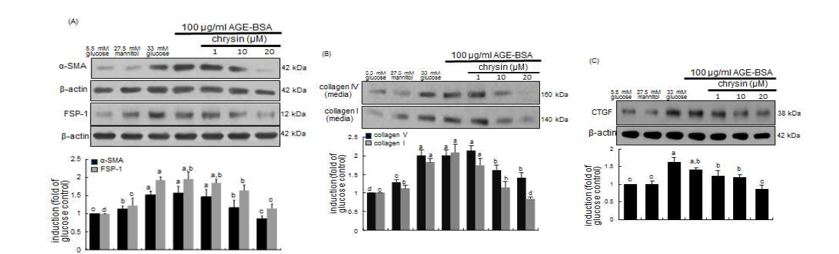 100μg/ml AGE-BSA에 노출하여 사구체 mesangial cell을 3일간 배양하여 신장세포를 당뇨합병증 상태에 놓이게 하였다. 자극에 노출된 activated mesangial cell은 myofibroblast로 전환되면서 α-SMA를 새로이 형성하고 fibroblast 특정 지표인 FSP-1의 발현과 섬유화 단백질을 생성하면서 사구체 경화증이 유발되는데, western blot을 통하여 확인해본 결과 각각의 단백질은 100μg/ml AGE-BSA 자극에 노출 시켰을 때 α-SMA와 FSP-1의 발현이 급격히 증가하였고 chrysin을 1-20uM 농도로 세포에 처리하였을 때 발현이 모두 유의적으로 감소하는 것으로 나타났다. 또한 chrysin은 collagen Ⅰ및 collagen Ⅳ의 분비와 생성을 억제하는 것을 확인하였으며, 세포외기질을 생성을 유도하는 connective tissue growth factor(CTGF)의 발현 또한 억제하는 것을 확인하였다