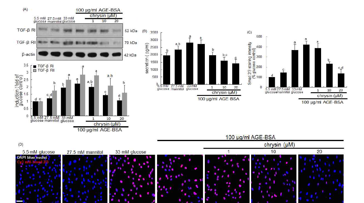 100μg/ml AGE-BSA를 처리하여 mesangial cell을 3일간 배양한 후 당뇨합병증 상태에 놓이게 하였다. 최종당화산물에 노출된 mesangial cell은 경화에 관여하는 대표적인 사이토카인인 TGF-β을 분비하게 되고 TGF-β receptor-smad 로 신호전달이 이루어 지면서 사구체 경화가 일어나게 된다. 확인해본 결과 TGF-β receptor Ⅰ과 TGF-β receptor Ⅱ의 단백질 발현은 최종당화산물의 자극에 노출 시켰을 때 발현이 급격히 증가하였고 chrysin을 1-20uM 농도로 세포에 처리하였을 때 발현이 모두 유의적으로 감소하는 것으로 나타났으며, 최종당화산물의 자극에 노출 시켰을 때 TGF-β의 분비가 급격히 증가하였고, chrysin을 처리하였을 때 분비가 감소하는 것을 확인하였다