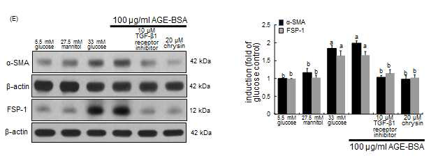 Chrysin이 TGF-β/SMAD 경로를 통하여 사구체 경화를 억제하는지 확인하기 위하여 10 uM TGF-β1 receptor inhibitor를 처리하여 western blot을 통하여 α-SMA와 FSP-1의 발현을 확인해보았다. 고혈당 배지와 100μg/ml AGE-BSA 배지에 노출된 activated mesangial cell은 α-SMA, FSP-1의 발현이 급격히 증가하였지만 10 uM TGF-β1 receptor inhibitor와 20uM chrysin을 처리하였을 때 유의적으로 감소하는 것을 확인하였다. 따라서 최종당화산물로 인하여 TGF-β/SMAD signaling이 활성화되어 사구체 경화증 유발이 된 당뇨병성신증을 chrysin이 억제하는 것을 확인하였다