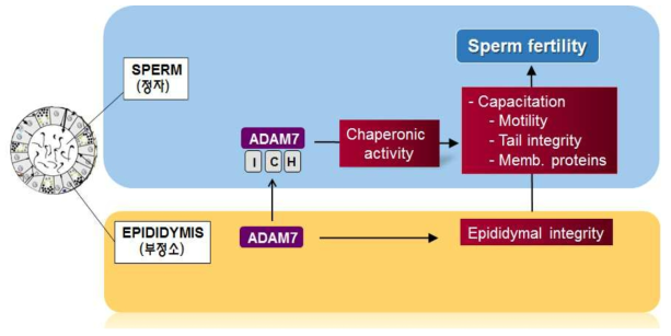 부정소 및 정자의 기능에 있어서 ADAM7의 역할