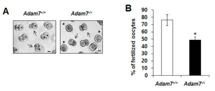 ADAM7 knockout 정자의 in vitro fertilization assay