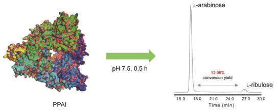 L-arabinose isomerase (PPAI)를 이용하여 L-arabinose로부터 L-ribulose 생산