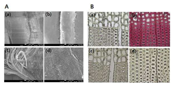 (A) 전처리 전·후 소나무의 광학 현미경 사진; (a) 전처리 전 시료, (b) phloroglucinol 염색된 전처리 전 시료, (c) 전처리 후 시료 , (d) phloroglucinol 염색된 전처리 후 시료, (B) 전처리 전·후 소나무의 FE-SEM 이미지; (a) 전처리 전 시료(x500), (b) 전처리 전 시료(x50k), (c) 전처리 gn 시료(x500), (d) 전처리 후 시료(x50k)