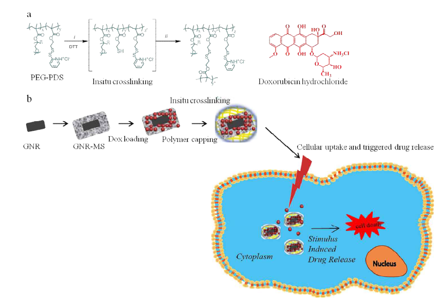 Schematic presentation of NIR switches to trigger the drug release and NIR therapy. a) PEG-PDS in situ crosslinking and b) preparation of drug encapsulated GNR-MS, followed by polymer wrapping and cellular uptake inside the cancer cells. NIR based phototherapy and triggered drug release induced cell apoptosis