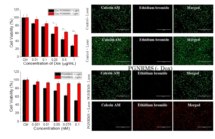 a) Cell viability analysis for Dox loaded PGNRMS nanoparticles in SCC7 cells in presence and absence of laser irradiation after 24 h incubation, nanoparticles were incubated for 12h, replaced and wash with fresh media. b) Laser irraidation mediated apoptosis measured by PI/calcein staining assay after incubation for 12h in SCC7 cells for GNRMS in presence and absence of laser. Laser power set at 1.0 W/cm2for5min