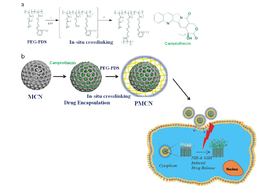 Schematic presentation for a) PEG-PDS insitu crosslinking and b) hydrophobic drug encapsulation into the pores of mesoporous carbon nanoparticles (MCN) and light based drug release for inducing apoptosis