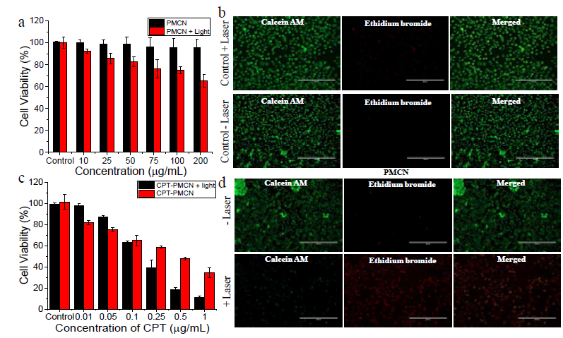 a) cell viability analysis of PMCN without CPT in presence and absence of light, b) calcein AM/PI staining analysis to check the live/dead cells MCF 7 cells without PMCN, c) cell viability analysis of CPT-PMCN in presence and absence of light and d) calcein AM/PI staining analysis to check the live/dead cells MCF 7 cells with PMCN in presence and absence of light