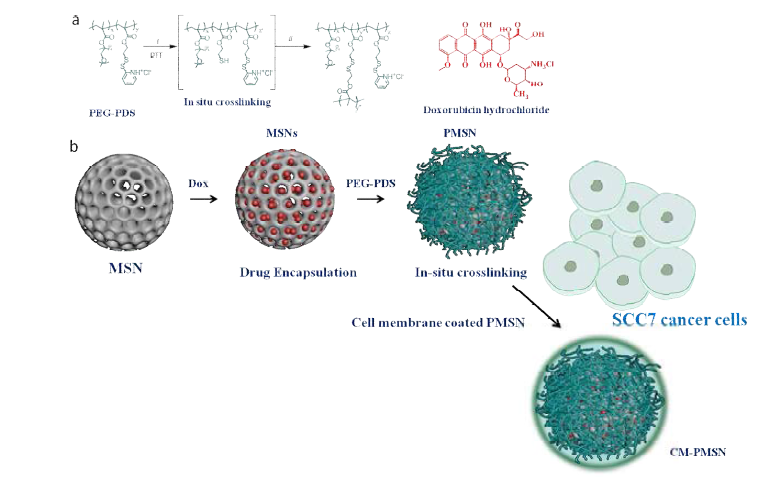 a) In situ crosslinking of PEG-PDS polymer and wrapping b) Schematic presentation for PEG-PDS polymer wrapping in Dox loaded MSN and SCC7 cell membrane coating over the surface of PMSN