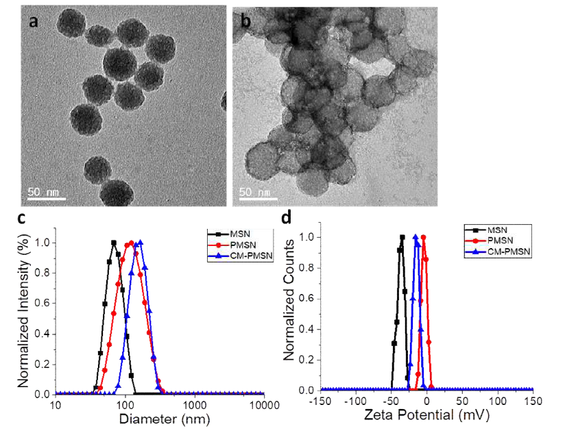 TEM characterization for a) MSN b) SCC& cell membrane capped PMSN (CMPMSN), c,d) size analysis and zeta potential measurement for MSN, PMSN and CMPMSN